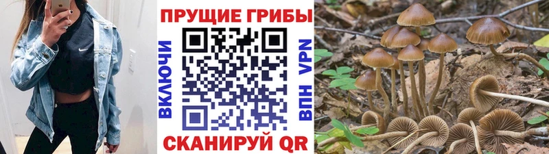 Галлюциногенные грибы Psilocybine cubensis  цены   Кашира 